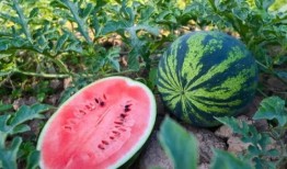 718吃瓜贴吧,网络舆论场中的热点追踪与热议焦点