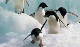 吃瓜企鹅视频下载,视频下载背后的秘密