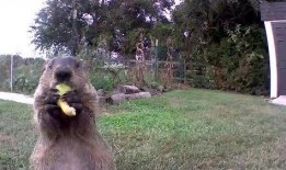 土拨鼠吃瓜饱了,揭秘动物界的“美食家”