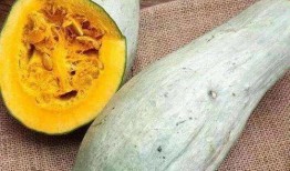 琥珀和玲吃瓜,瓜田里的甜蜜邂逅