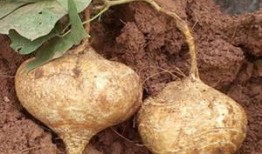 墓土吃瓜反转,一场颠覆传统的反转传奇