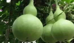 哪种葫芦瓜可吃,揭秘可食用葫芦瓜的种植与食用方法