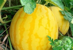 全国吃瓜官网,揭秘各地特色美食，带你领略舌尖上的中国