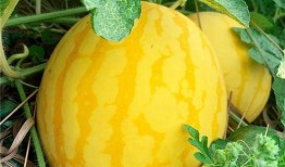 全国吃瓜官网,揭秘各地特色美食，带你领略舌尖上的中国