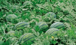 刺刺吃瓜书亦,揭秘娱乐圈背后的秘密与真相