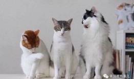 吃瓜三猫,揭秘娱乐圈的幕后故事