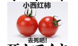 番茄小说搞笑吃瓜文