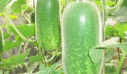 yq吃瓜,揭秘娱乐圈那些不为人知的幕后故事