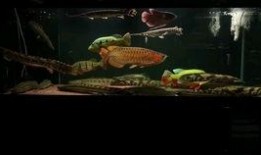 歪嘴龙王 吃瓜,揭秘宫廷八卦背后的真相