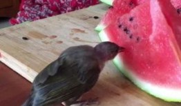 小鸟会吃瓜,揭秘自然界的奇妙食趣