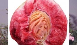 肺腺癌人吃瓜好吗,吃瓜是否适宜？