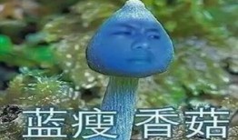 前排吃瓜是什么意思,揭秘网络热词背后的趣味与现象