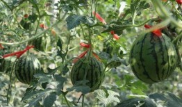 吃瓜济南,一场别开生面的“吃瓜”之旅