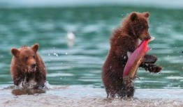 吃瓜小熊早期视频,揭秘早期视频中的趣味瞬间