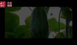 群众同行吃瓜视频,揭秘网络热传视频背后的故事