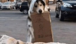 哮天犬吃瓜,揭秘娱乐圈背后的秘密