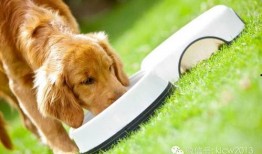 狗吃葫芦瓜吗,揭秘宠物饮食之谜