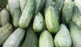 无瓜吃瓜,揭秘瓜界奇闻轶事