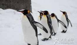 吃瓜企鹅视频下载,视频下载背后的秘密