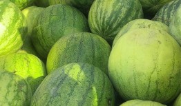 吃籽瓜神器,揭秘吃籽瓜神器新体验