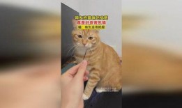 好奇害死猫吃瓜,揭秘吃瓜群众的狂欢与风险