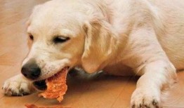 狗歪头吃瓜照片,萌态十足引网友热议