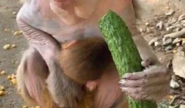 猴子吃瓜视频大全集,趣味视频大全集回顾