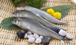 吃货八瓜鱼,八瓜鱼带你探索美食界的八卦风云