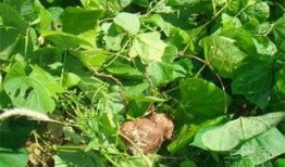 墓土吃瓜反转,一场颠覆传统的反转传奇