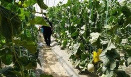 河口的吃瓜视频,揭秘网红美食背后的故事