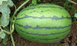 人们都喜欢吃瓜,揭秘全民瓜食文化现象