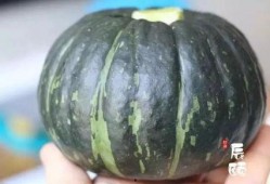 贝贝只吃瓜,一场与瓜果的奇妙邂逅