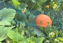 吃瓜所爱,吃瓜群众眼中的娱乐圈风云录