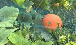 吃瓜所爱,吃瓜群众眼中的娱乐圈风云录