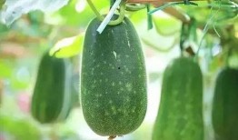 吃瓜专用名称大全,吃瓜专用名称大全大揭秘