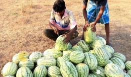 网友吃瓜入口,揭秘娱乐圈幕后真相