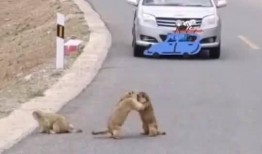 路上偶遇吃瓜,一场意外的“吃瓜”盛宴