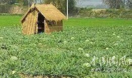 摆摊吵架吃瓜,摆摊吵架吃瓜成热门话题