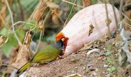 小鸟会吃瓜,揭秘自然界的奇妙食趣