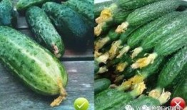 花小瓜怎么吃,解锁美味新体验