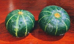 贝贝只吃瓜,一场与瓜果的奇妙邂逅