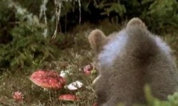 吃瓜小熊早期视频,揭秘早期视频中的趣味瞬间