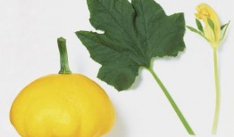 树叶吃瓜,瓜果间的绿色传奇