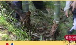 不去皮可以吃石瓜吗,不去皮也能享用的石瓜美味探索