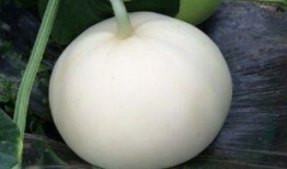 梦见摘梨瓜 吃梨瓜,揭秘摘梨瓜与吃梨瓜的神秘寓意