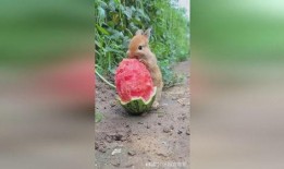 兔子吃瓜行吗