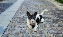 狗花偷瓜吃,一场田园间的欢乐追逐