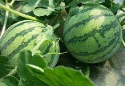 青浦二中吃瓜,揭秘校园里的热点话题