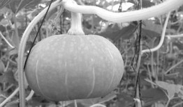 房顶上吃瓜,夏日里的悠闲时光