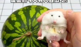鼠吃瓜吗